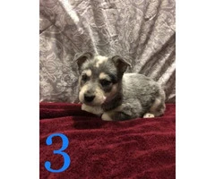 4 beautiful Blue Heeler puppies for sale - 3