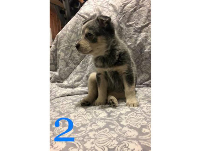 4 beautiful Blue Heeler puppies for sale in Denver, Colorado - Puppies for Sale Near Me