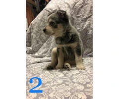 4 beautiful Blue Heeler puppies for sale - 4