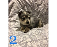 4 beautiful Blue Heeler puppies for sale - 5