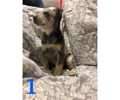 4 beautiful Blue Heeler puppies for sale - 6