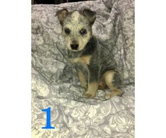 4 beautiful Blue Heeler puppies for sale - 7
