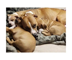 Wonderful Purebred American Pitbull  puppies - 4