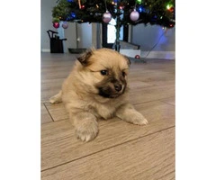 3 Pomeranian puppies for sale, 1 female, 2 male - 2