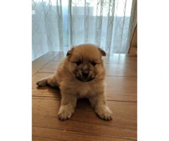 3 Pomeranian puppies for sale, 1 female, 2 male - 3