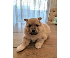 3 Pomeranian puppies for sale, 1 female, 2 male - 4