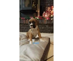 Full Blooded boxer puppies. 4 females 3 males - 7