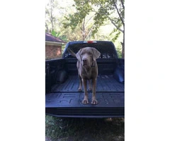 2 litters of silver lab puppies for sale - 2