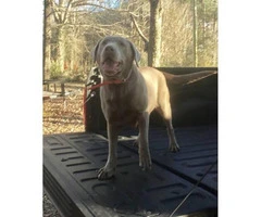 2 litters of silver lab puppies for sale - 3
