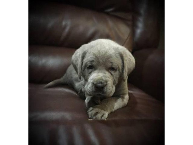 2 litters of silver lab puppies for sale in Mobile
