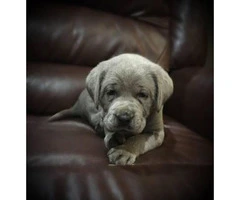 2 litters of silver lab puppies for sale - 4