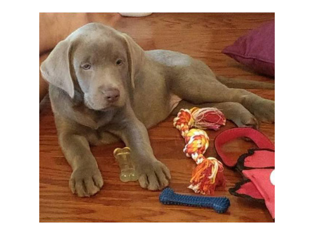 2 litters of silver lab puppies for sale in Mobile