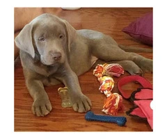 2 litters of silver lab puppies for sale - 5