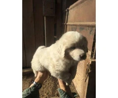 Anatolian Shepherd Livestock guardian puppies - 4