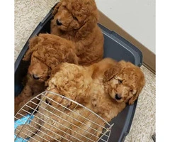 ACK Red Standard Poodle Puppies for Sale
