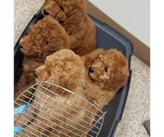 ACK Red Standard Poodle Puppies for Sale - 2