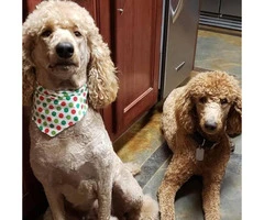 ACK Red Standard Poodle Puppies for Sale - 3
