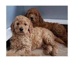 ACK Red Standard Poodle Puppies for Sale - 4
