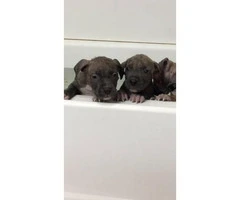 Pitbull New Years puppies! - 4