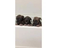 Pitbull New Years puppies! - 5