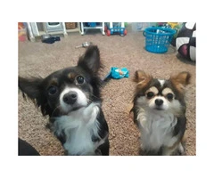 Chihuahua long hair puppies - 2
