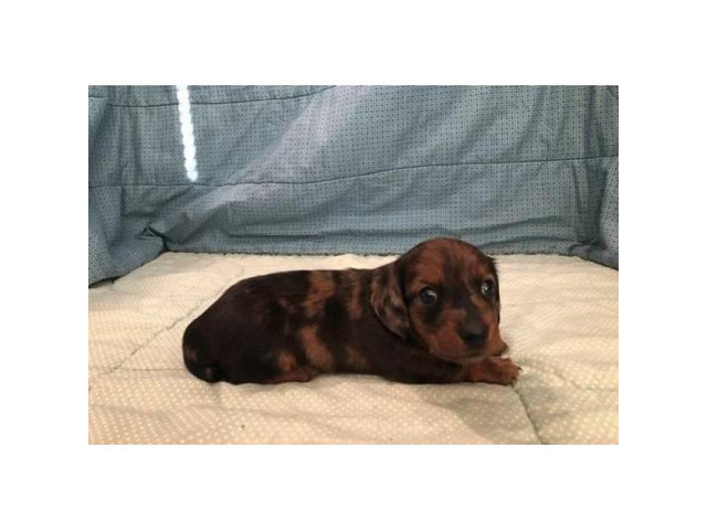 Female Long haired Red Dapple AKC registered Miniature