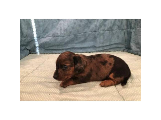 Female Long haired Red Dapple AKC registered Miniature