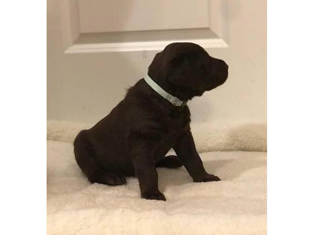 AKC Registered Lab puppies for sale 7 Available in Wichita ...