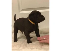 AKC Registered Lab puppies for sale 7 Available - 3