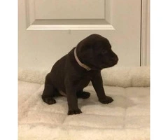 AKC Registered Lab puppies for sale 7 Available - 4