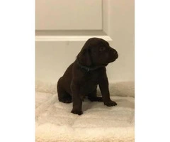 AKC Registered Lab puppies for sale 7 Available - 6