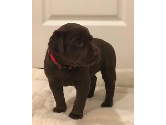 AKC Registered Lab puppies for sale 7 Available in Wichita ...