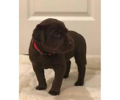 AKC Registered Lab puppies for sale 7 Available - 7