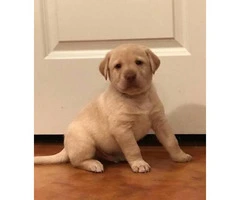 AKC Registered Lab puppies for sale 7 Available - 8