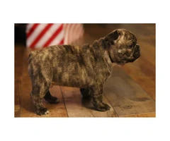 2 male frenchies still available
