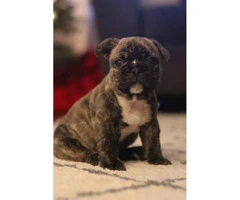 2 male frenchies still available - 2