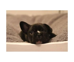 2 male frenchies still available - 3