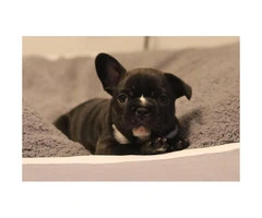 2 male frenchies still available - 4