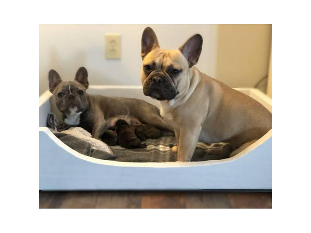 2 male frenchies still available in Columbus, Ohio ...