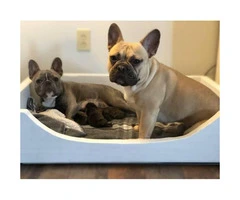 2 male frenchies still available - 5