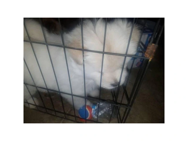 6 week old chow chow puppies for sale - Puppies for Sale Near Me