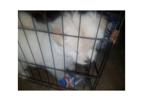 6 week old chow chow puppies for sale