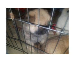 6 week old chow chow puppies for sale - 2