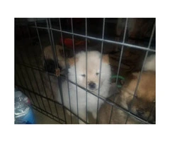 6 week old chow chow puppies for sale - 4