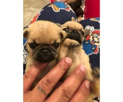 CKC Pug Puppies for sale $1200