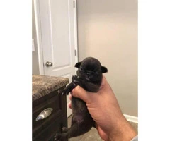 CKC Pug Puppies for sale $1200 - 2