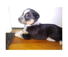 Blue heeler mixed puppies for sale