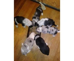 Blue heeler mixed puppies for sale - 2
