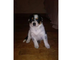 Blue heeler mixed puppies for sale - 3