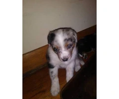 Blue heeler mixed puppies for sale - 4